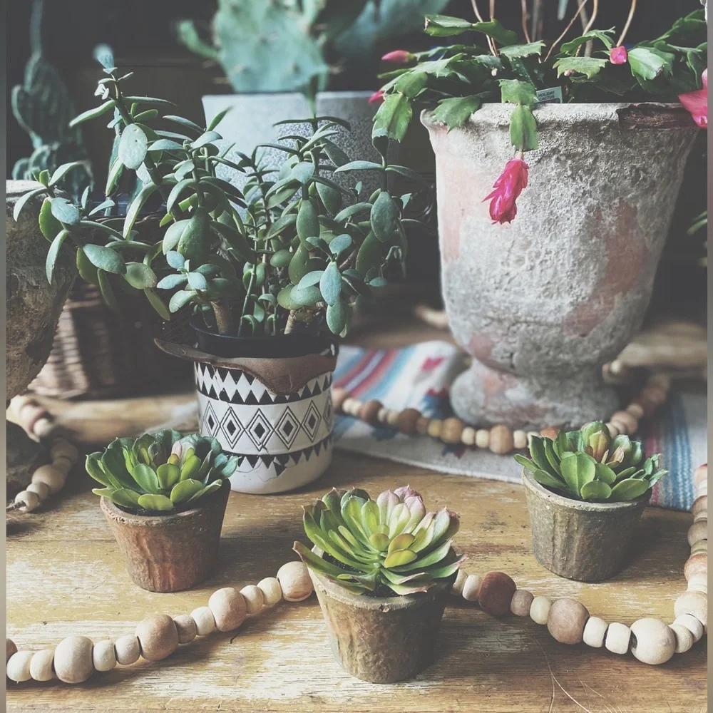 Set of 3 Rustic Clay Potted Faux Succulents - Boho Home Decor